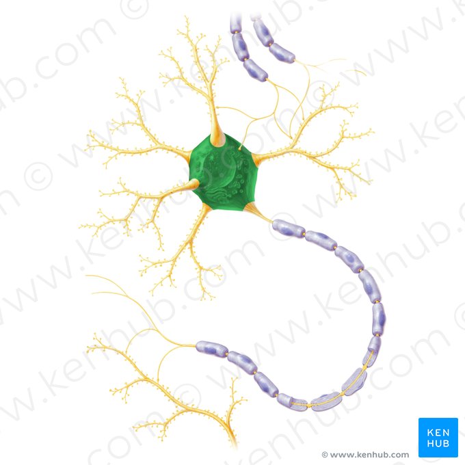 Cell body of neuron (Soma); Image: Paul Kim