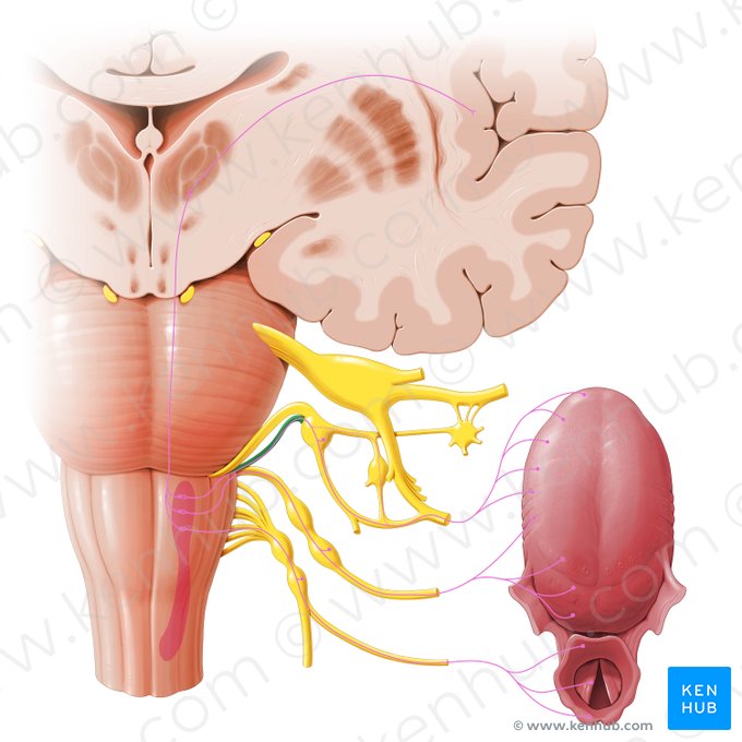 Radix sensoria nervi facialis (Sensible Wurzel des Gesichtsnervs); Bild: Paul Kim