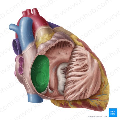 Interatrial septum (Septum interatriale); Image: Yousun Koh