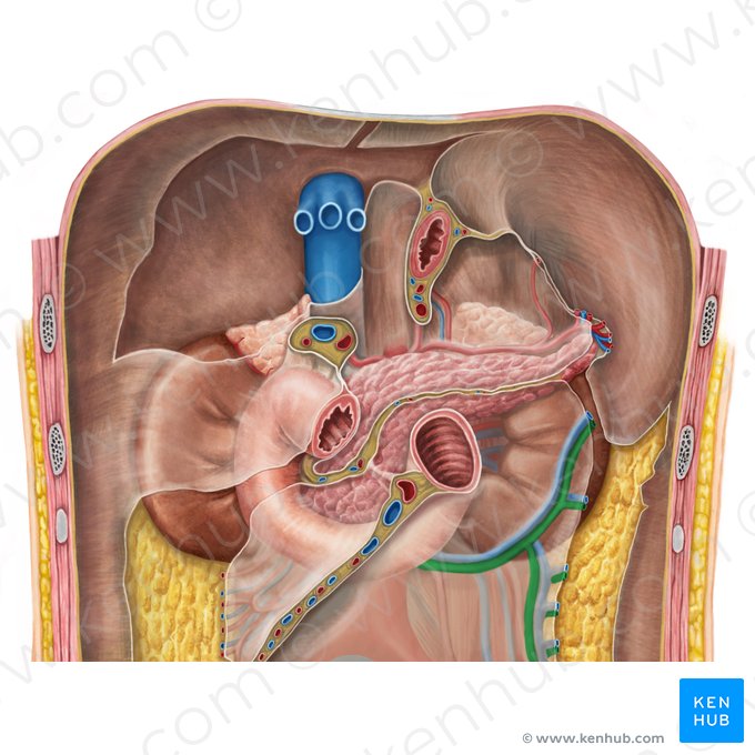 Left colic artery (Arteria colica sinistra); Image: Irina Münstermann