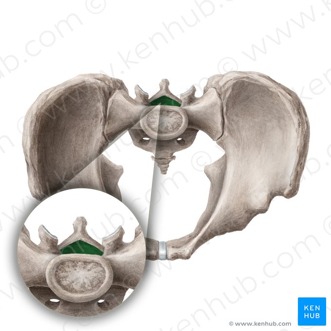 Canal sacral (Canalis sacralis); Image : Liene Znotina