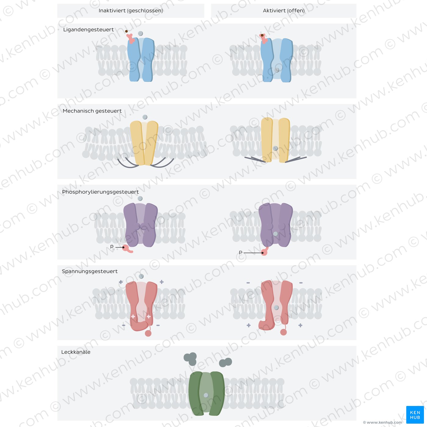 Ion channels: different types in open and closed states