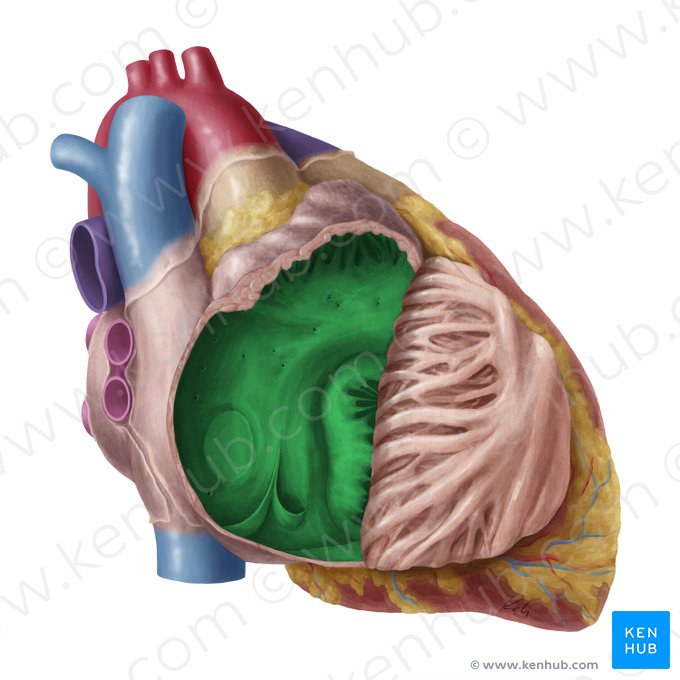 Right atrium of heart (Atrium dextrum cordis); Image: Yousun Koh