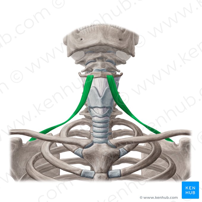 Musculus omohyoideus (Schulter-Zungenbein-Muskel); Bild: Yousun Koh