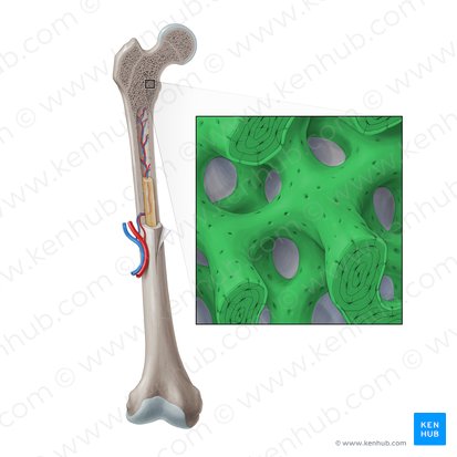 Spongy bone (Textus osseous spongiosus); Image: Paul Kim