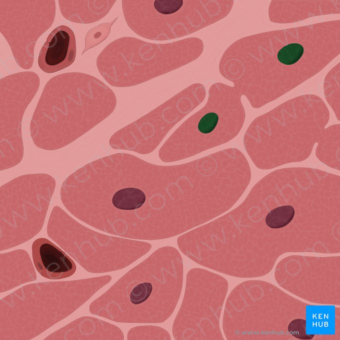 Nuclei cardiomyocytorum (Herzmuskelzellkerne); Bild: Tal Bavli Ziv