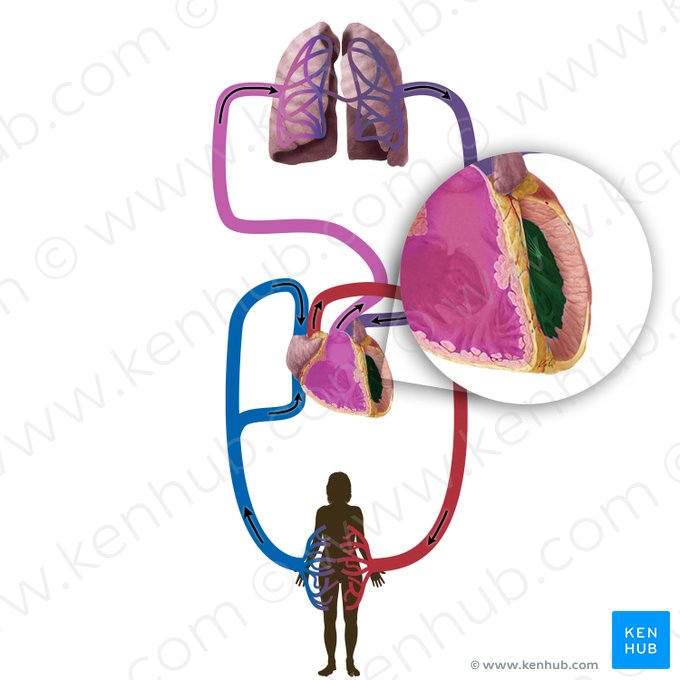 Left ventricle of heart (Ventriculus sinister cordis); Image: Begoña Rodriguez