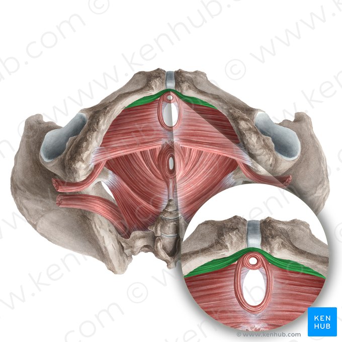 Compressor urethrae muscle (Musculus compressor urethrae); Image: Liene Znotina