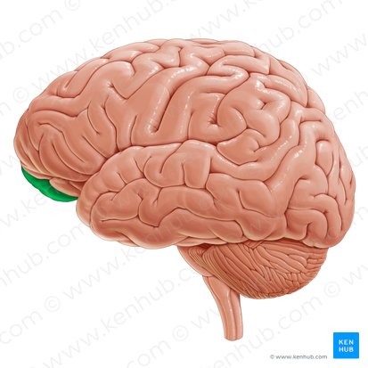 Orbitofrontal cortex (Cortex orbitofrontalis); Image: Paul Kim