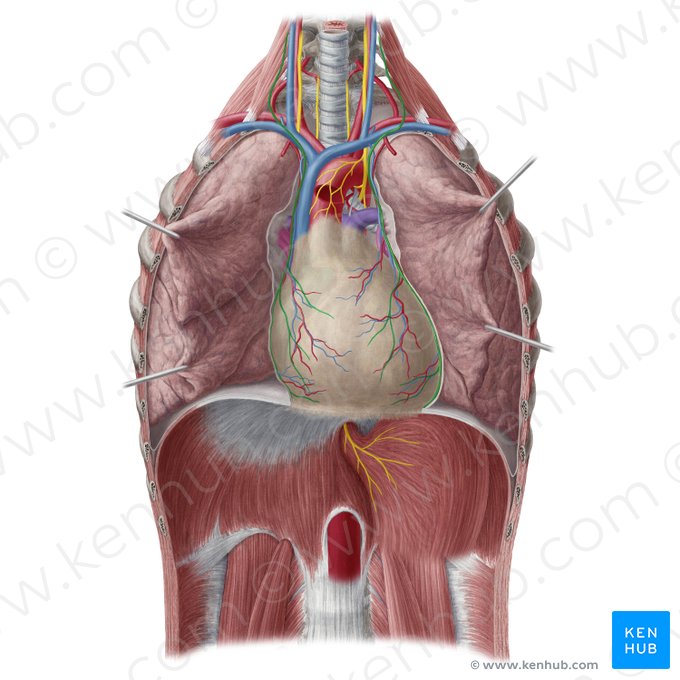 Phrenic nerve (Nervus phrenicus); Image: Yousun Koh