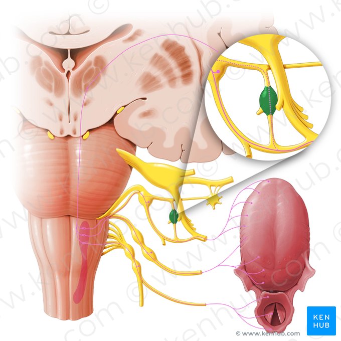 Otic ganglion (Ganglion oticum); Image: Paul Kim