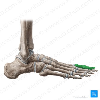 Great toe (Hallux); Image: Liene Znotina