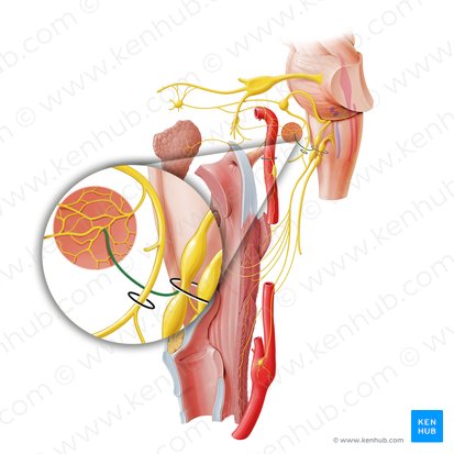 Tympanic nerve (Nervus tympanicus); Image: Paul Kim