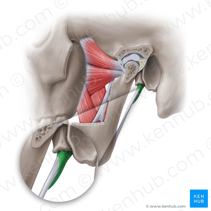 Styloid process of temporal bone (Processus styloideus ossis temporalis); Image: Paul Kim