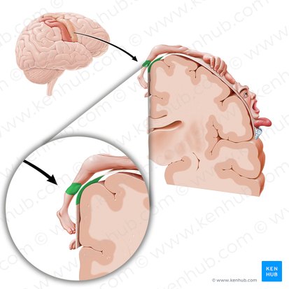 Corteza motora de la rodilla (Cortex motorius regionis genus); Imagen: Paul Kim