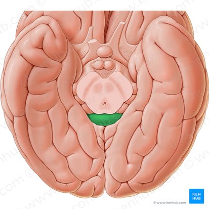 Splenium of corpus callosum (Splenium corporis callosi); Image: Paul Kim