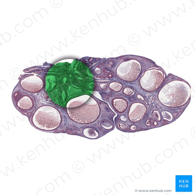 Medulla ovarii (Mark des Eierstocks); Bild: 