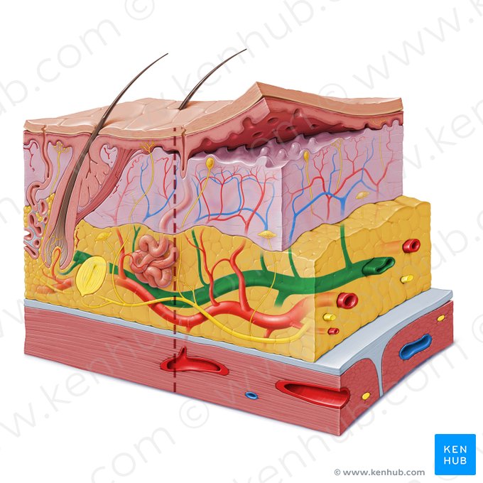 Plexo venoso subcutâneo (Plexus venosus subcutaneus); Imagem: Paul Kim