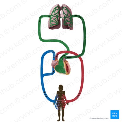 Pulmonary circulation (Circulatio pulmonis); Image: Begoña Rodriguez