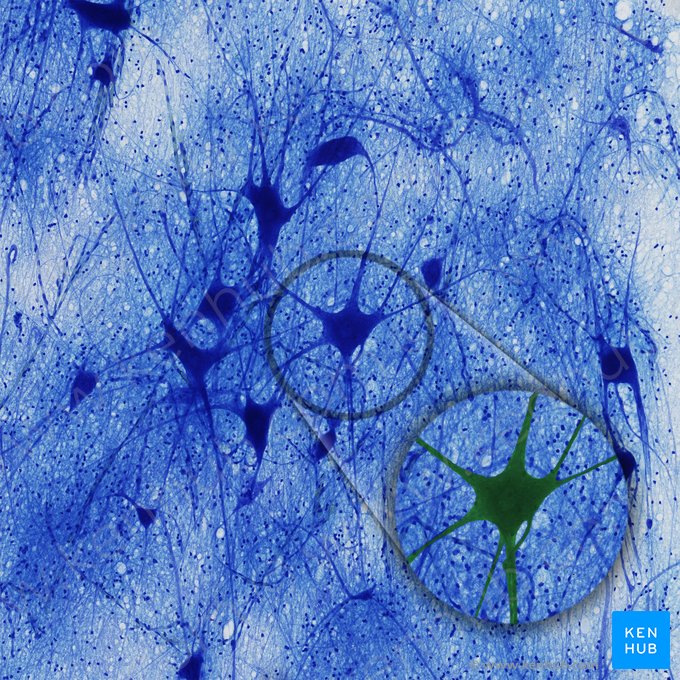 Neuron multipolare (Multipolare Nervenzelle); Bild: 