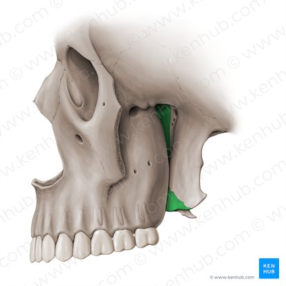 Palatine bone (Os palatinum); Image: Paul Kim