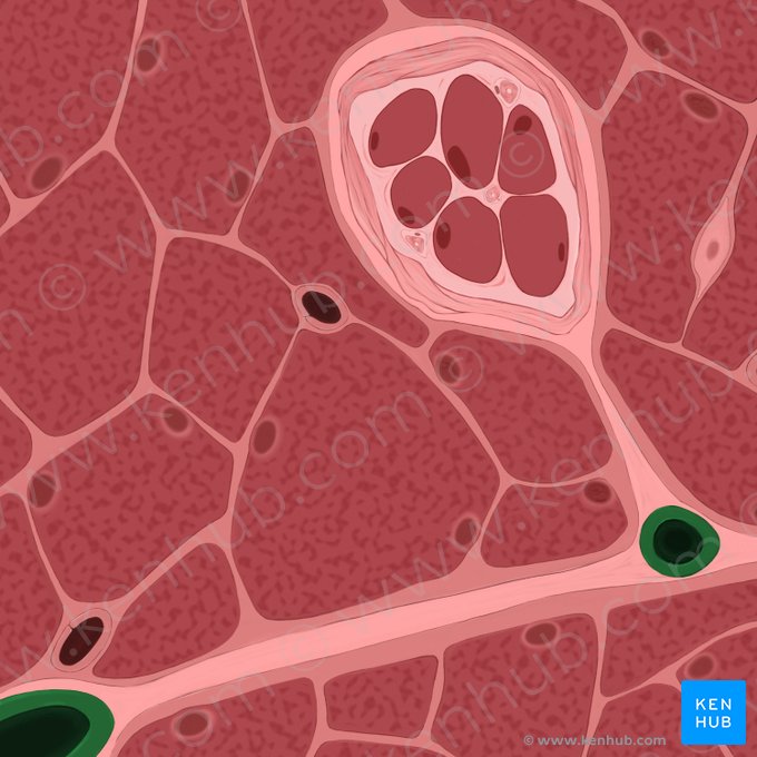 Arteriola intramuscularis (Intramuskuläre Arteriole); Bild: Tal Bavli Ziv