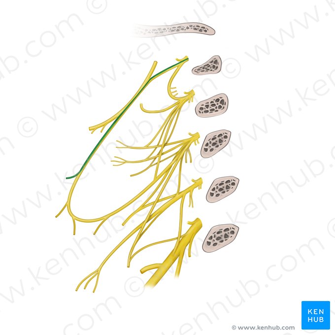 Ramus omohyoideus superior ansae cervicalis (Oberer Schulter-Zungenbeinmuskel-Ast der Halsnervenschlinge); Bild: Begoña Rodriguez