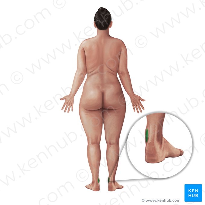 Medial retromalleolar region (Regio retromalleolaris medialis); Image: Paul Kim