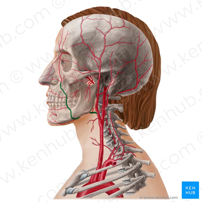 Facial artery (Arteria facialis); Image: Yousun Koh