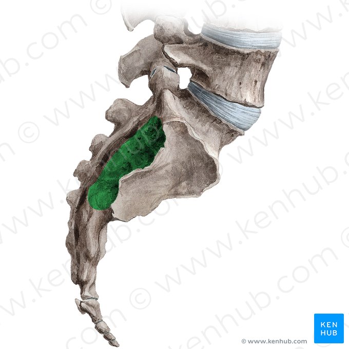 Sacral tuberosity (Tuberositas ossis sacri); Image: Irina Münstermann