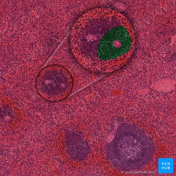 Vagina lymphoidea periarteriolaris (Periarterioläre Lymphscheide); Bild: 