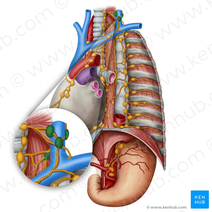 Nodi lymphoidei supraclaviculares (Supraklavikuläre Lymphknoten); Bild: Irina Münstermann