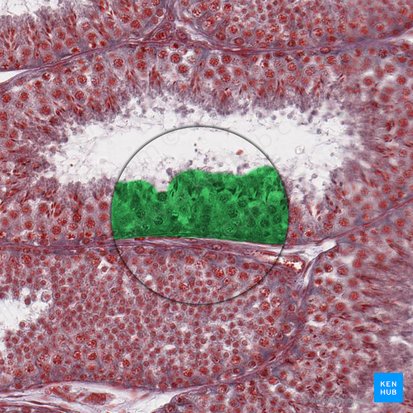 Epithelium spermatogenicum (Keimepithel der Hodenkanälchen); Bild: 