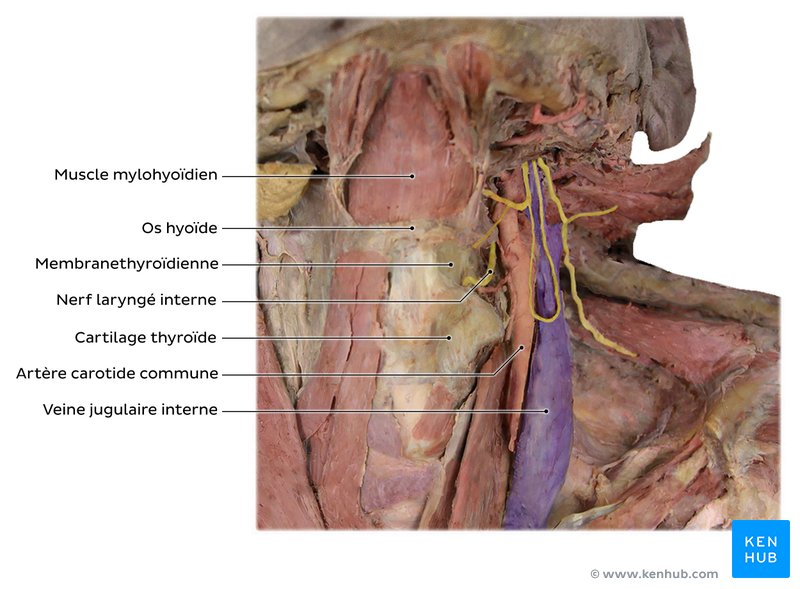 Os hyoïde in situ dans un cadavre. Cette image montre les ligaments, les muscles suprahyoïdiens et infrahyoïdiens attachés à l'os hyoïde.