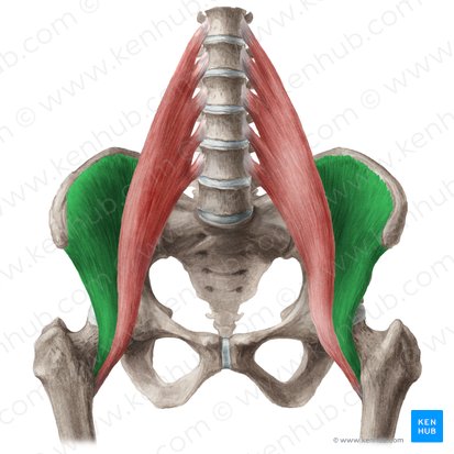 Iliacus muscle (Musculus iliacus); Image: Liene Znotina