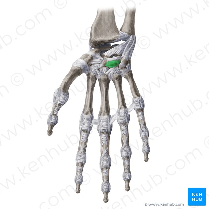 Palmar capitohamate ligament (Ligamentum capitohamatum palmare); Image: Yousun Koh