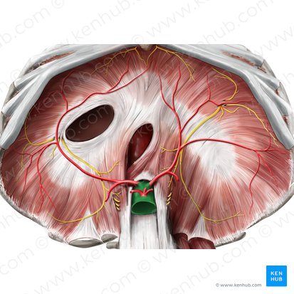 Aorte abdominale (Aorta abdominalis); Image : Stephan Winkler