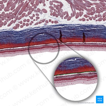 Choriocapillary layer (Lamina choroidocapillaris); Image: 