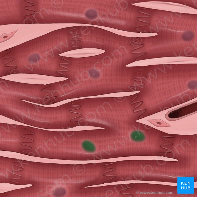 Nuclei cardiomyocytorum (Herzmuskelzellkerne); Bild: Tal Bavli Ziv