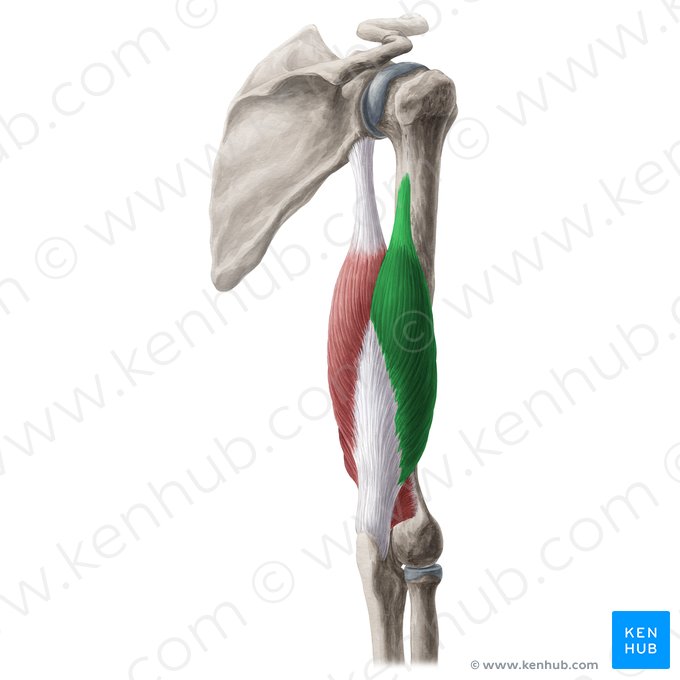 Lateral head of triceps brachii muscle (Caput laterale musculi tricipitis brachii); Image: Yousun Koh