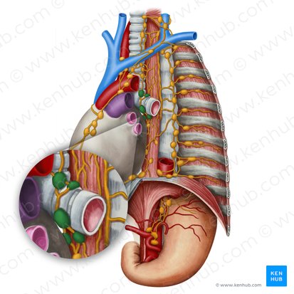 Tracheobronchial lymph nodes (Nodi lymphoidei tracheobronchiales); Image: Irina Münstermann