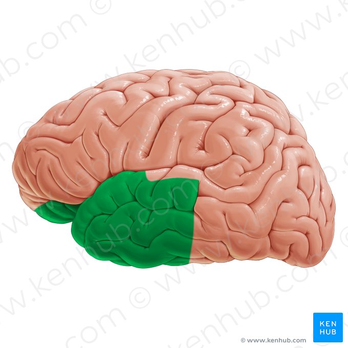 Limbic association area (Area associationis limbica); Image: Paul Kim