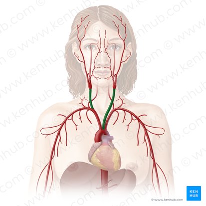 Common carotid artery (Arteria carotis communis); Image: Begoña Rodriguez