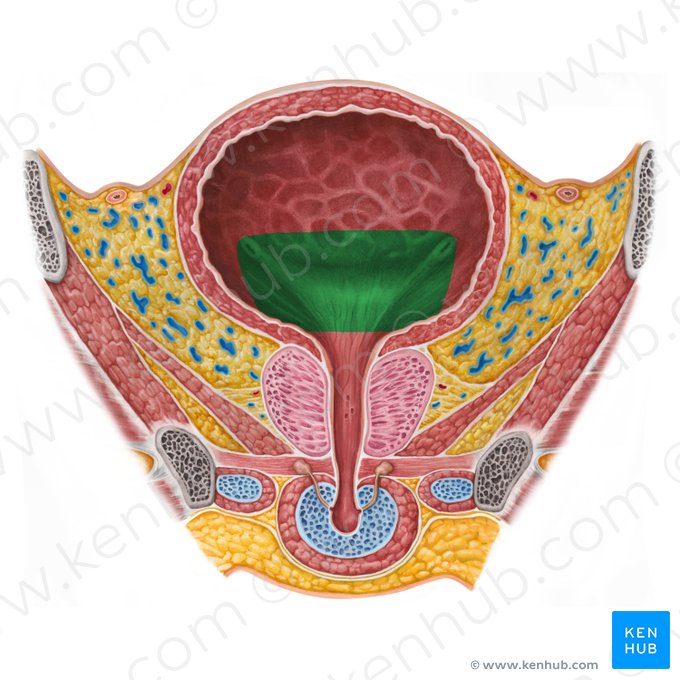 Fundus of urinary bladder (Fundus vesicae urinariae); Image: Irina Münstermann