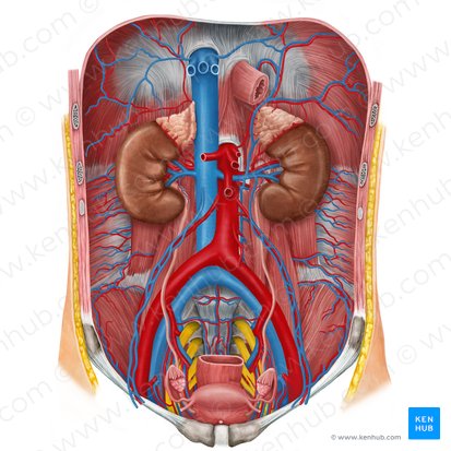 Urinary system; Image: Irina Münstermann