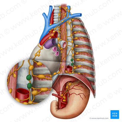 Juxtaaortic lymph nodes (Nodi lymphoidei juxtaaortici); Image: Irina Münstermann