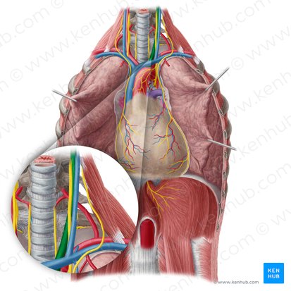 Left common carotid artery (Arteria carotis communis sinistra); Image: Yousun Koh
