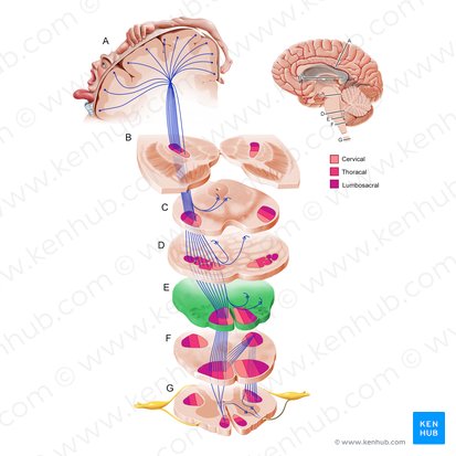 Parte superior do bulbo (Pars superior medullae oblongatae); Imagem: Paul Kim