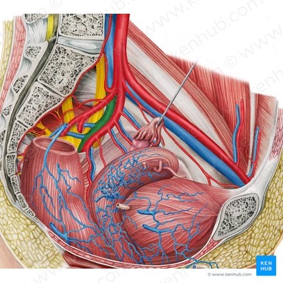 Left internal iliac vein (Vena iliaca interna sinistra); Image: Irina Münstermann