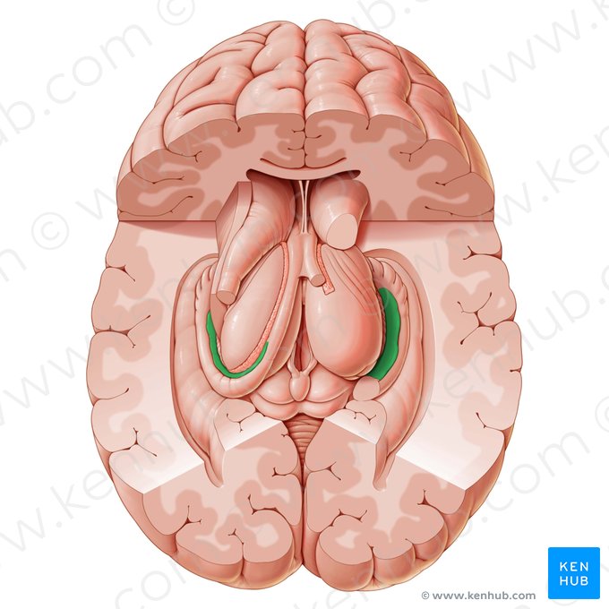 Fimbria of hippocampus (Fimbria hippocampi); Image: Paul Kim
